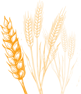Skizze von Weizen