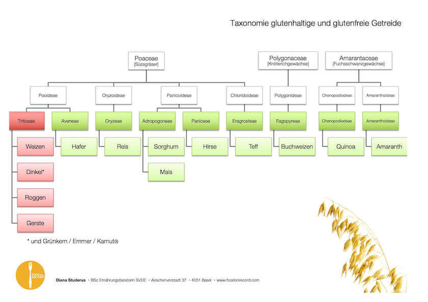 Grafik Taxonomie glutenhaltige und glutenfreie Getreide
